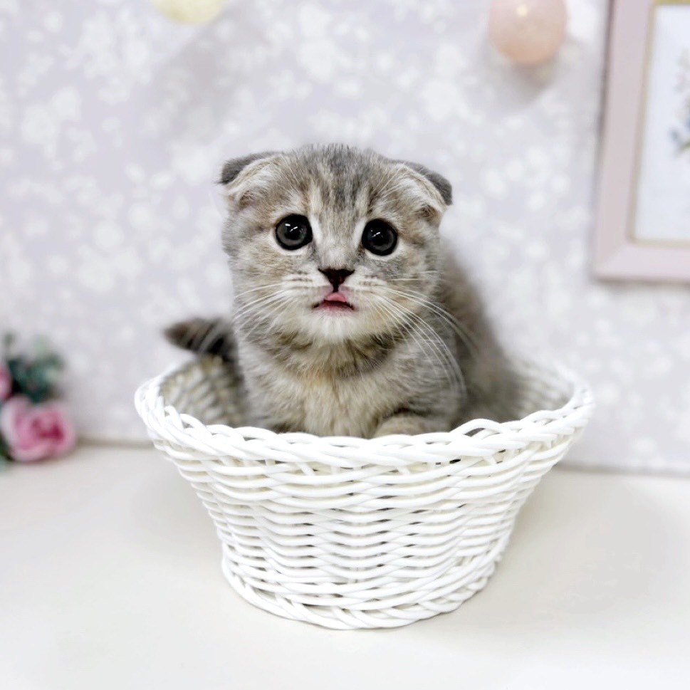 富山県のスコティッシュフォールド (犬の家＆猫の里アミーゴ高岡蓮花寺店/2026年3月28日生まれ/女の子/ブルーパッチドタビー)の子猫の3枚目の画像