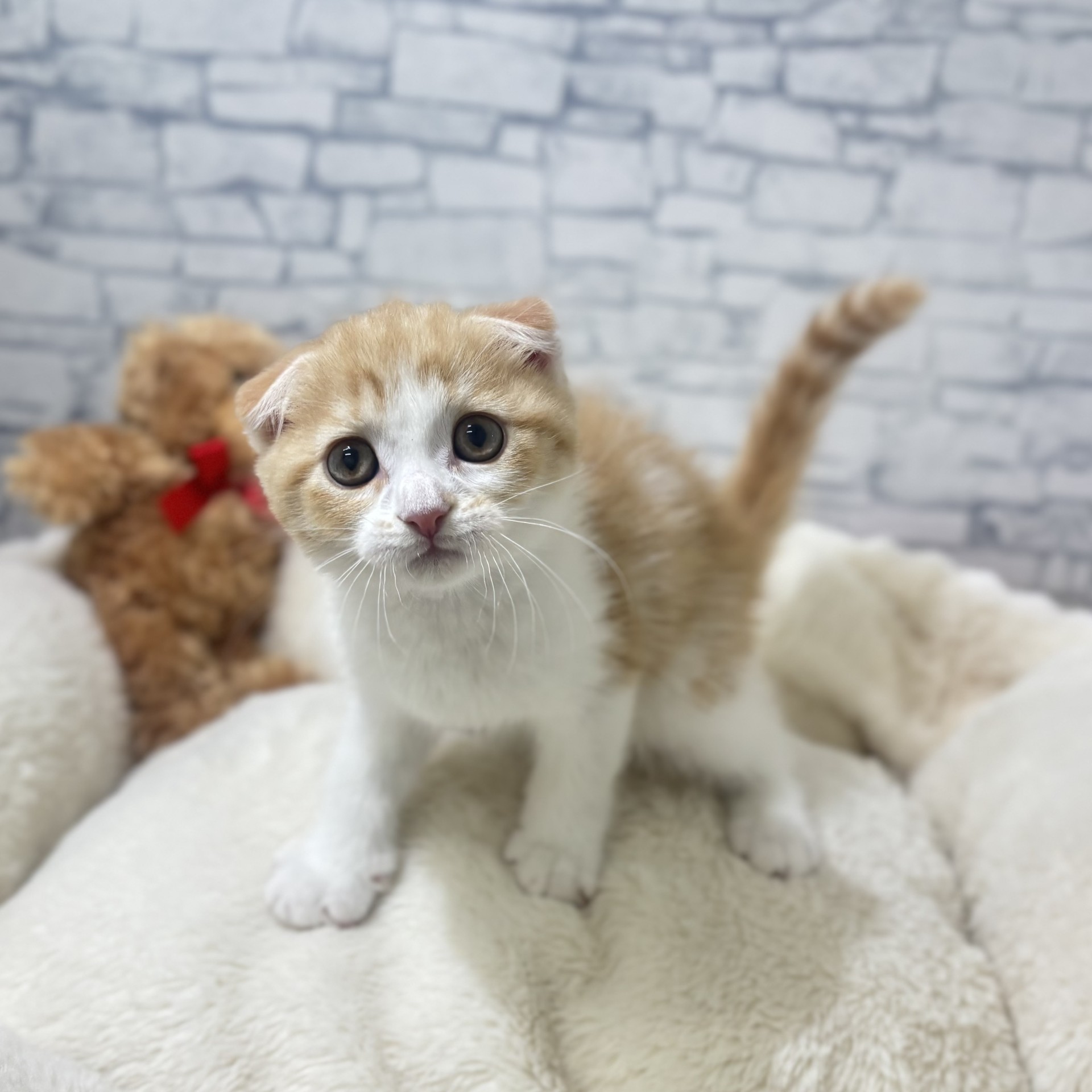 長野県のスコティッシュフォールド (犬の家＆猫の里長野店/2026年4月3日生まれ/男の子/レッドタビーホワイト)の子猫の3枚目の画像