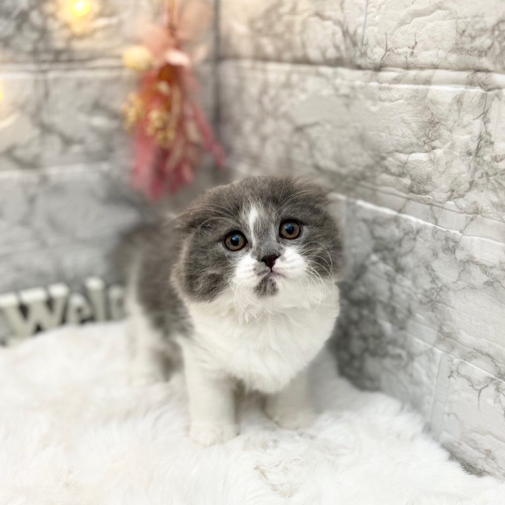 静岡県のスコティッシュフォールド (犬の家＆猫の里MEGAドン・キホーテ袋井店/2026年4月3日生まれ/女の子/ブルータビーホワイト)の子猫