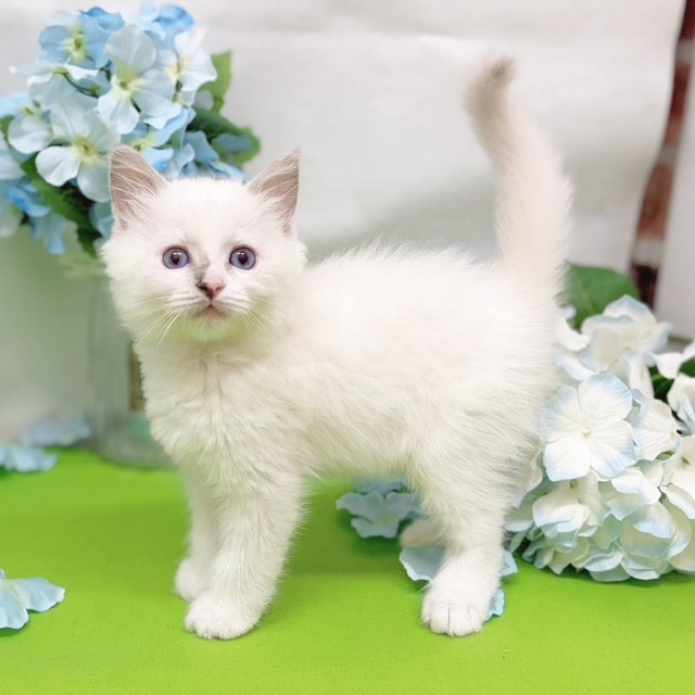 静岡県のラグドール (犬の家＆猫の里藤枝店/2026年4月3日生まれ/男の子/ブルーポイントバイカラー)の子猫の3枚目の画像