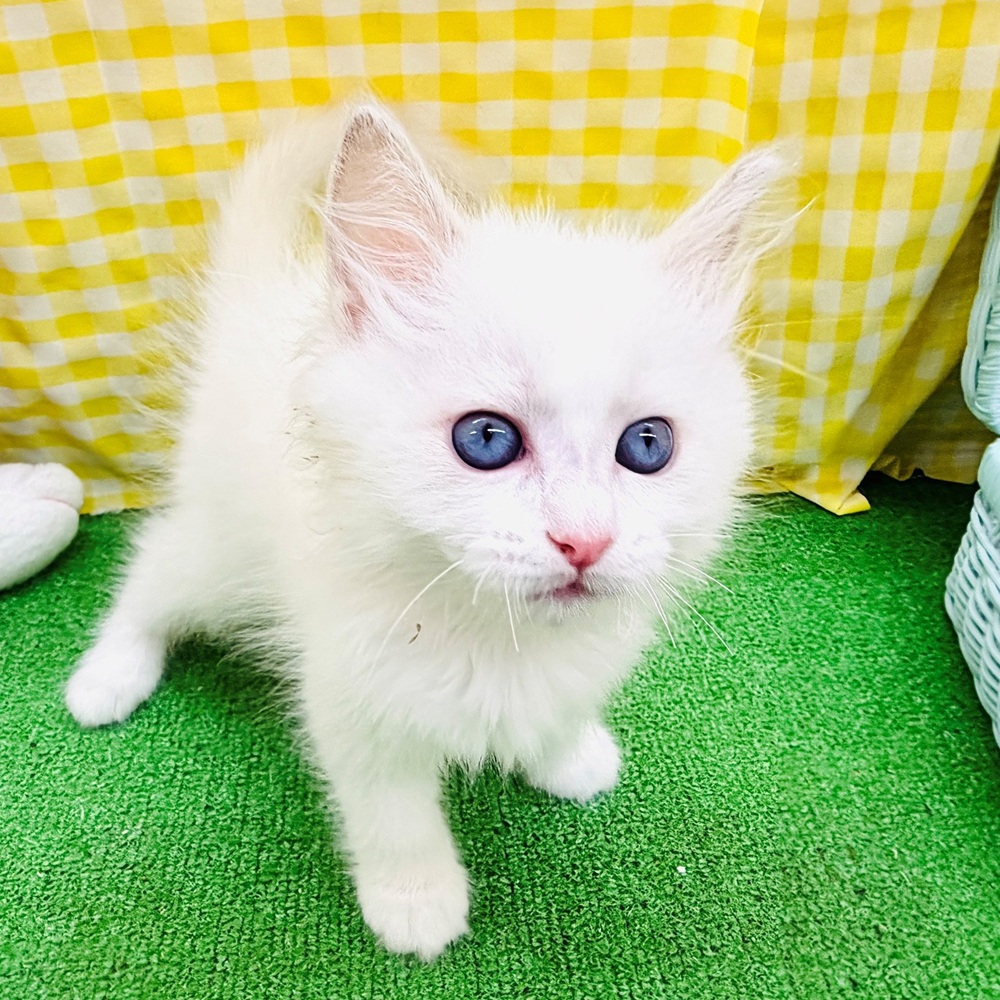 愛知県のラグドール (犬の家＆猫の里名古屋天白店/2026年4月3日生まれ/男の子/ブルーポイントバイカラー)の子猫の1枚目の画像