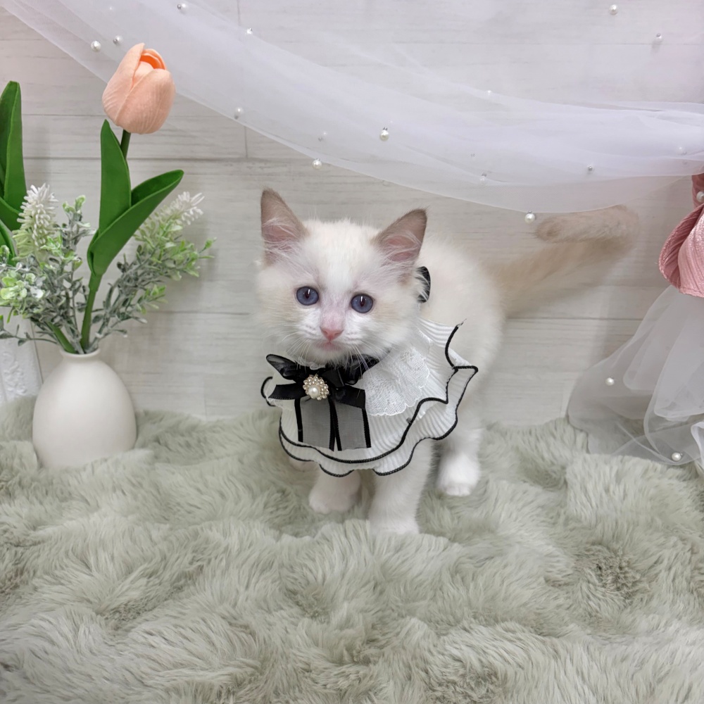 神奈川県のラグドール (犬の家＆猫の里相模原店/2026年4月3日生まれ/男の子/ブルーポイントバイカラー)の子猫の3枚目の画像
