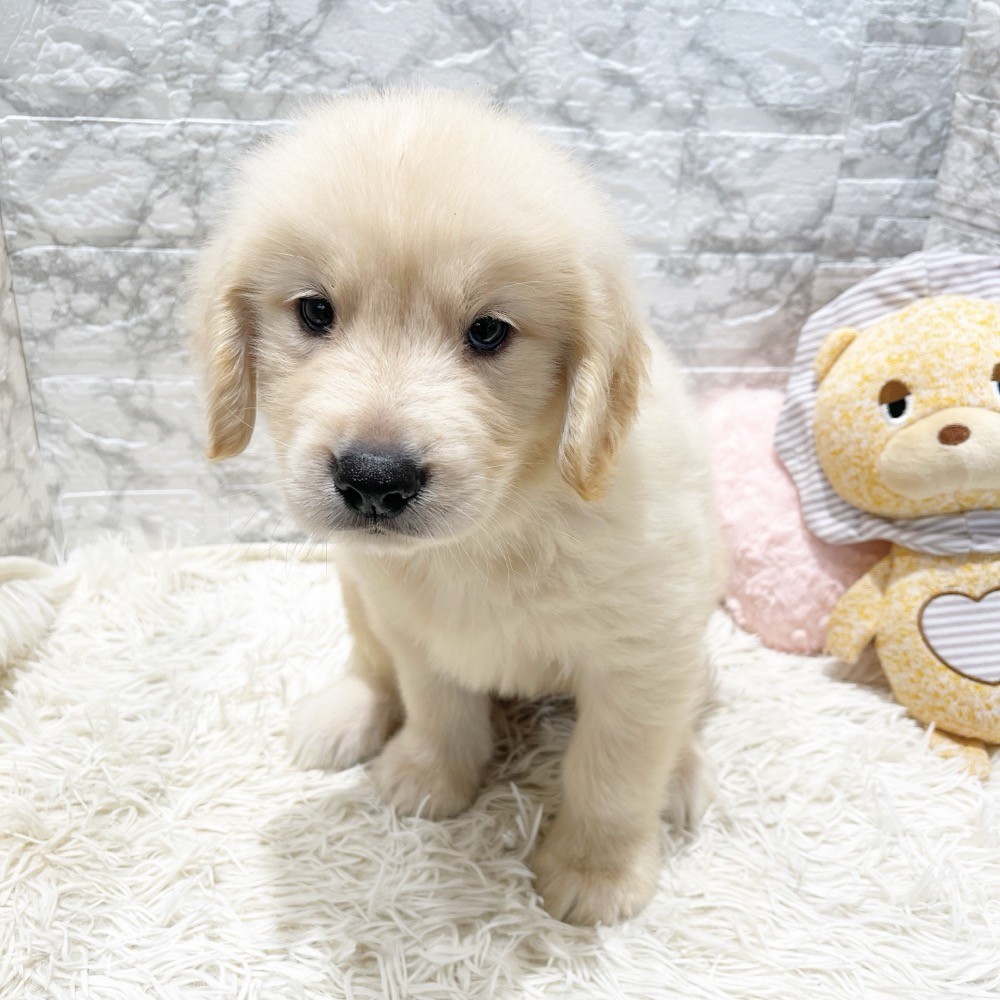 愛知県のゴールデンレトリバー (犬の家＆猫の里MiO香久山店/2026年4月4日生まれ/男の子/ゴールデン)の子犬の3枚目の画像