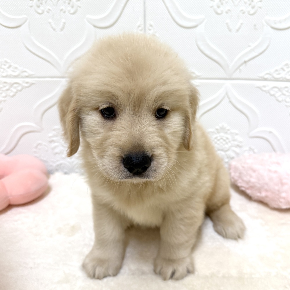 愛知県のゴールデンレトリバー (犬の家＆猫の里岡崎店/2026年4月4日生まれ/女の子/ゴールデン)の子犬の3枚目の画像