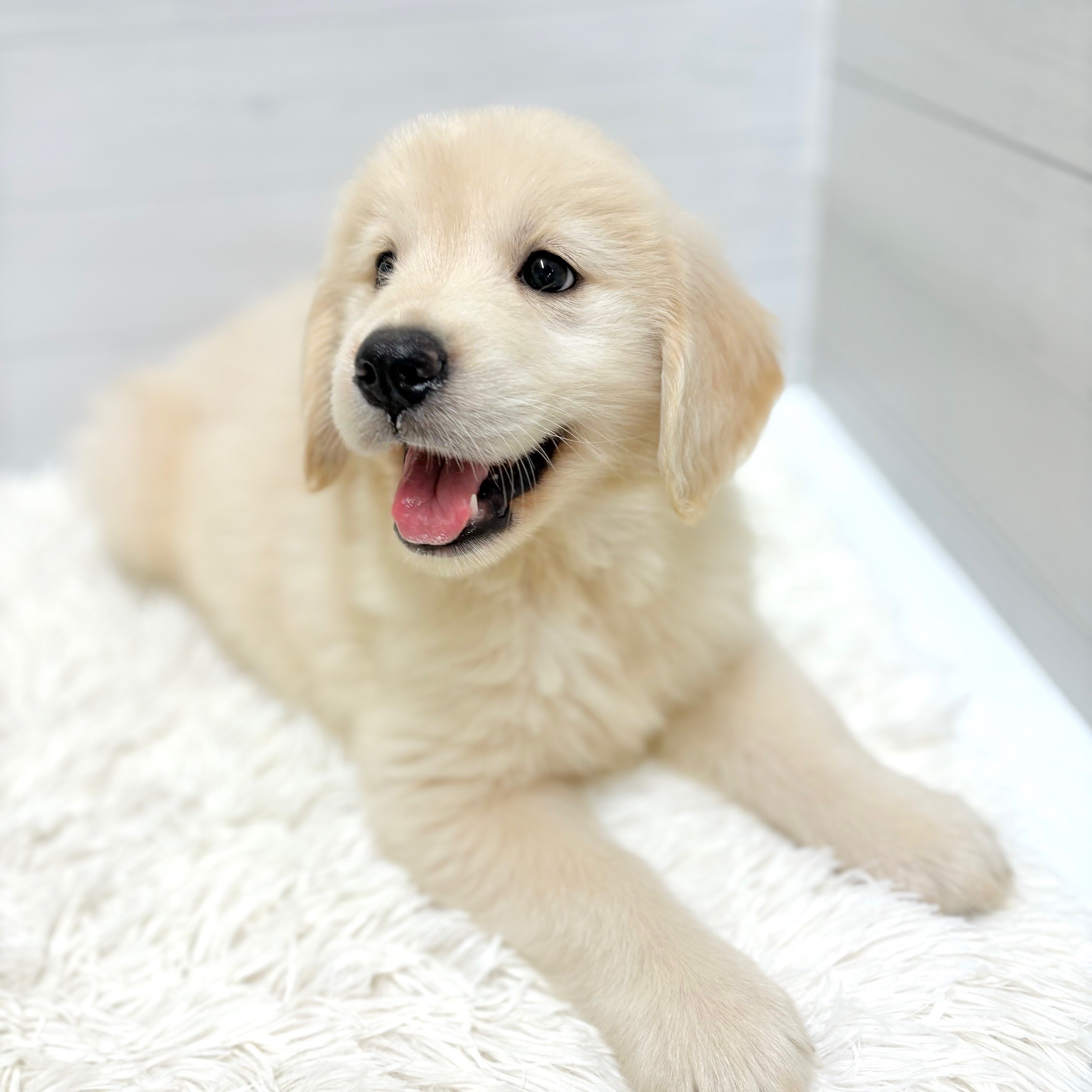 愛知県のゴールデンレトリバー (犬の家＆猫の里豊田店/2026年4月4日生まれ/女の子/クリーム)の子犬の3枚目の画像