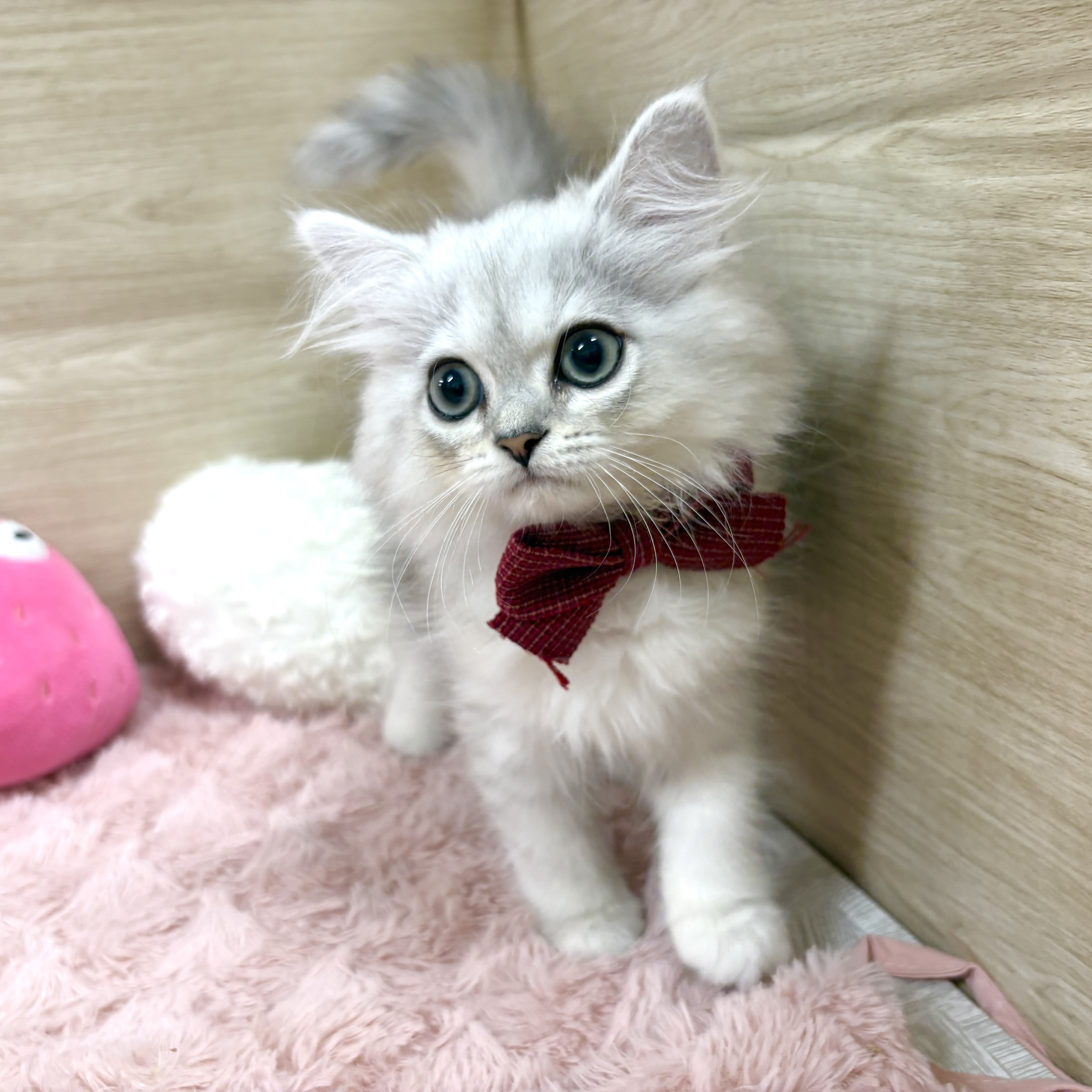 大阪府のペルシャの子猫を価格や特徴で探す|ペットショップ探すなら