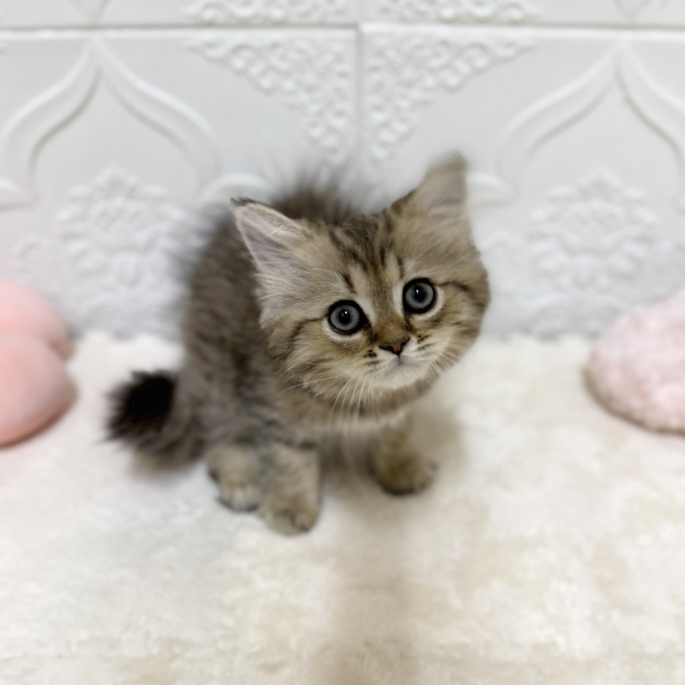 ペルシャ(チンチラゴールデン)の子猫を価格や特徴で探す|ペット