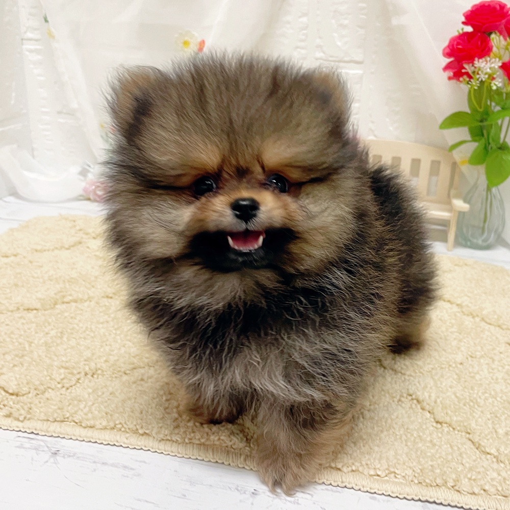 岡山県のポメラニアン (犬の家＆猫の里岡山店/2026年3月26日生まれ/男の子/オレンジセーブル)の子犬の3枚目の画像