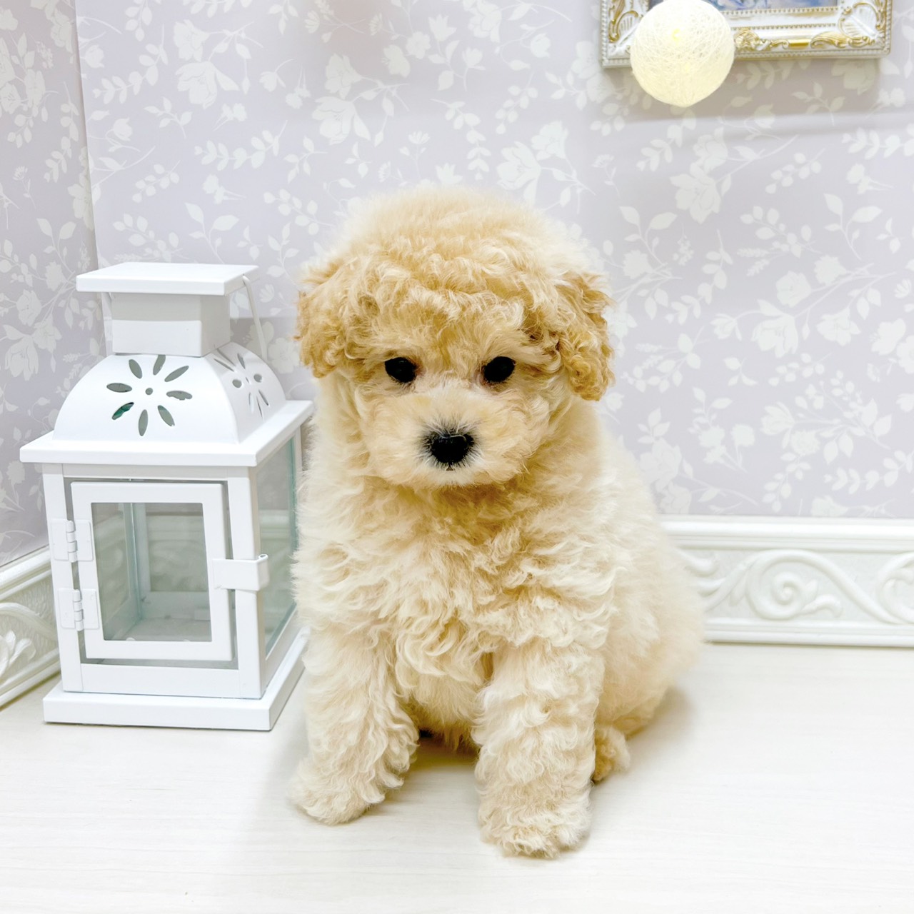 富山県のトイプードル(トイ) (犬の家＆猫の里アミーゴ山室店/2026年4月4日生まれ/男の子/ペールフォーン)の子犬の3枚目の画像