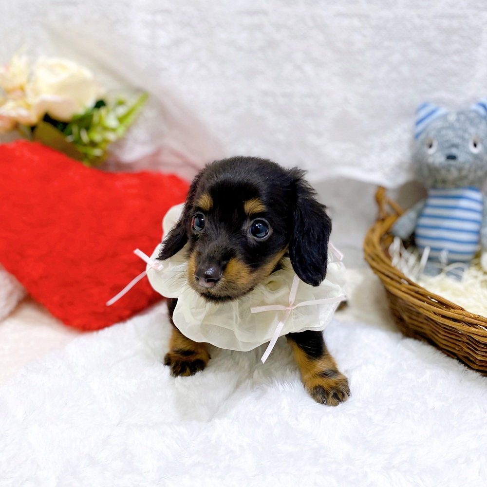 滋賀県のカニンヘンダックスフンド(ロング) (犬の家＆猫の里長浜店/2026年4月4日生まれ/女の子/ブラックタン)の子犬の3枚目の画像