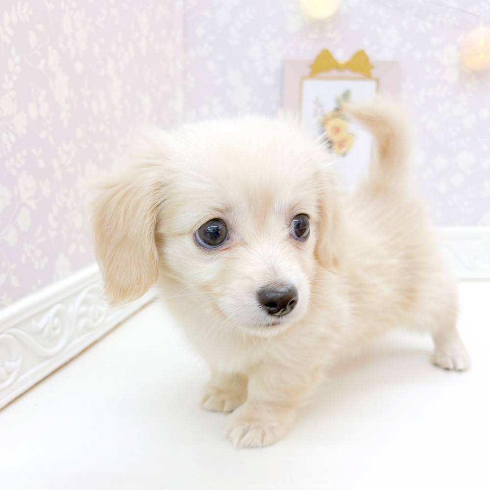 富山県のチワックス(チワワ×ダックス) (犬の家＆猫の里富山店/2026年3月26日生まれ/男の子/クリーム)の子犬の3枚目の画像