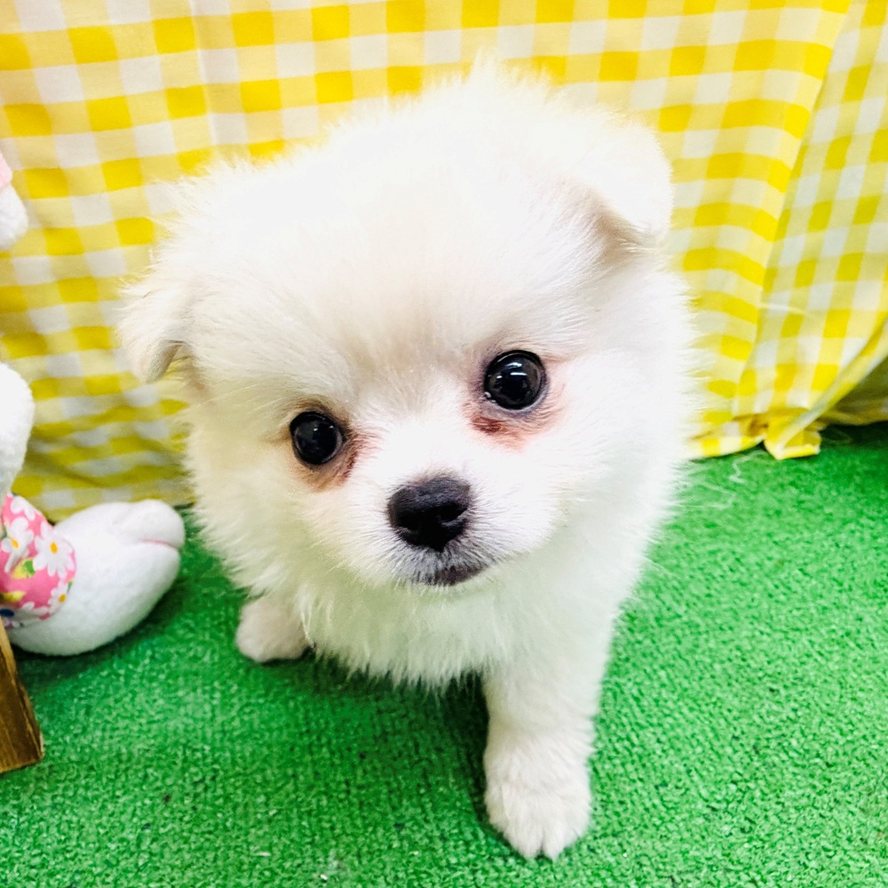 愛知県のポメチワ/チワポメ/ポメチー(ポメラニアン×チワワ) (犬の家＆猫の里名古屋天白店/2026年3月30日生まれ/女の子/クリーム)の子犬の3枚目の画像