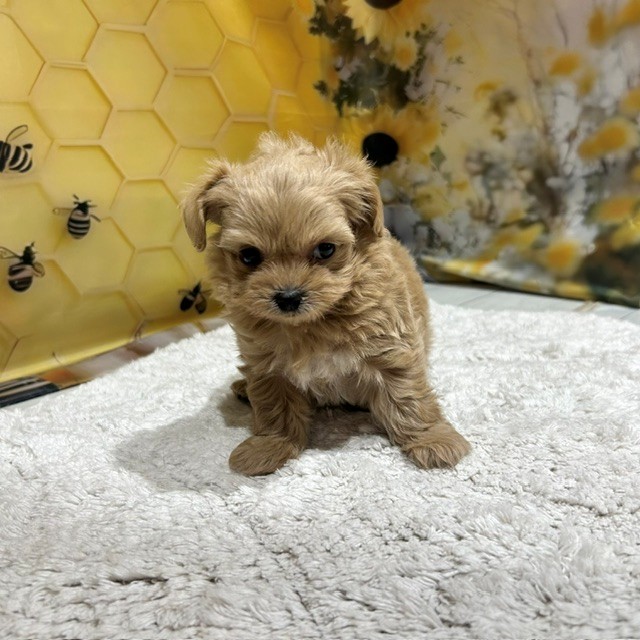 福岡県のチワプー/プーチー(チワワ×プードル) (犬の家＆猫の里トリアス久山店/2026年6月22日生まれ/女の子/クリーム)の子犬の3枚目の画像