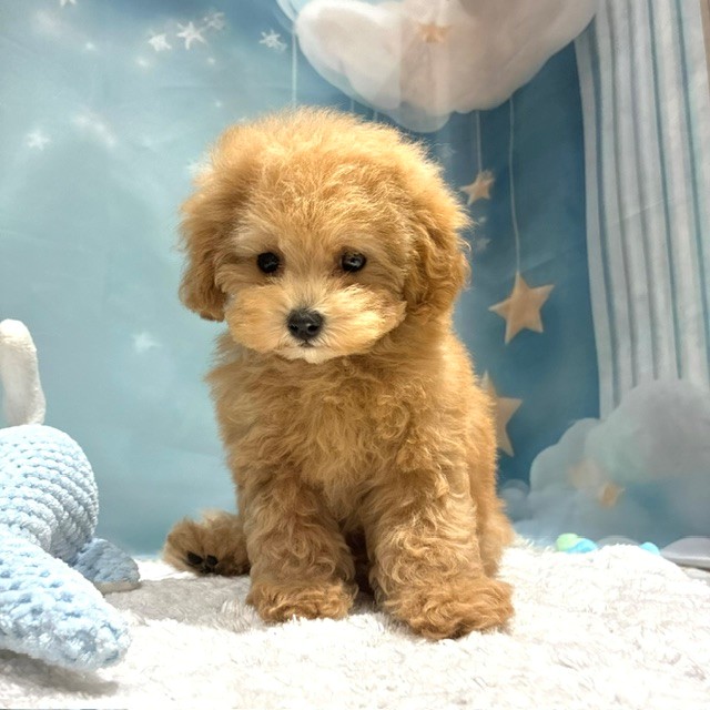 福岡県のトイプードル(トイ) (犬の家＆猫の里トリアス久山店/2026年4月3日生まれ/男の子/オレンジフォーン)の子犬の3枚目の画像