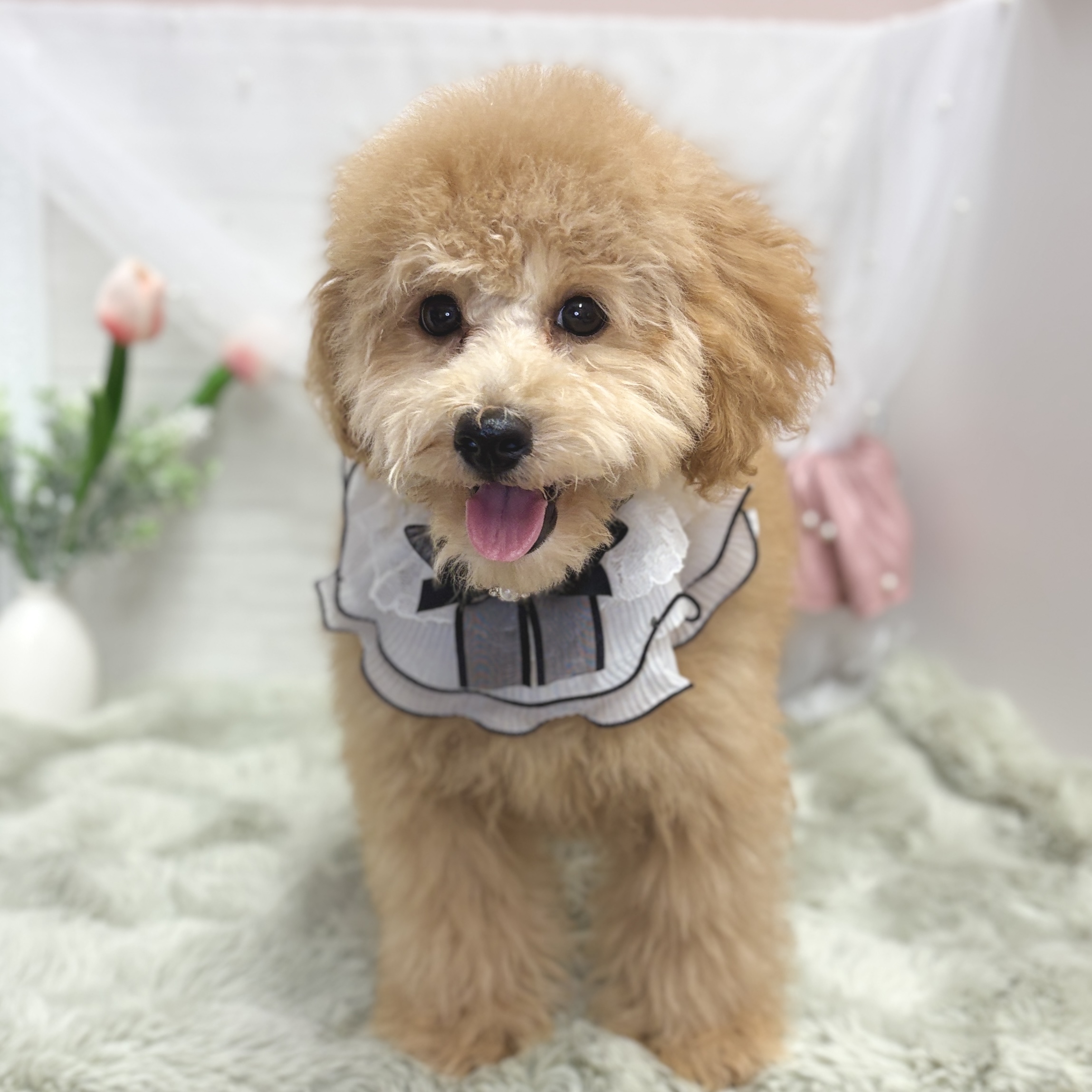 神奈川県のトイプードル(トイ) (犬の家＆猫の里相模原店/2026年4月4日生まれ/男の子/オレンジフォーン)の子犬の3枚目の画像