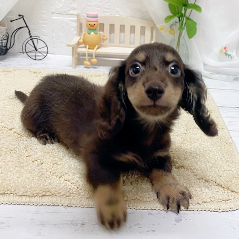 岡山県のミニチュアダックスフンド(ロング) (犬の家＆猫の里岡山店/2026年4月1日生まれ/男の子/チョコレートタン)の子犬の3枚目の画像