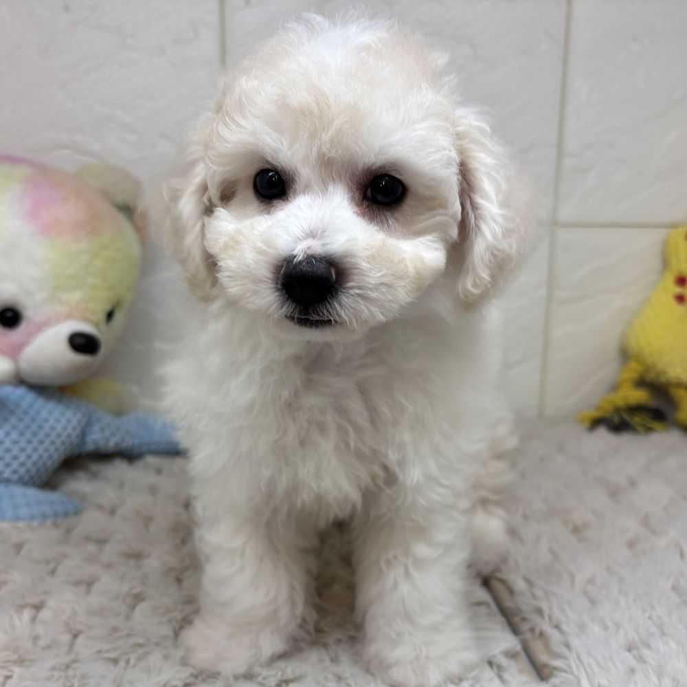 兵庫県のビションフリーゼ (犬の家＆猫の里ゆめタウン姫路店/2026年4月2日生まれ/男の子/ホワイト)の子犬の3枚目の画像