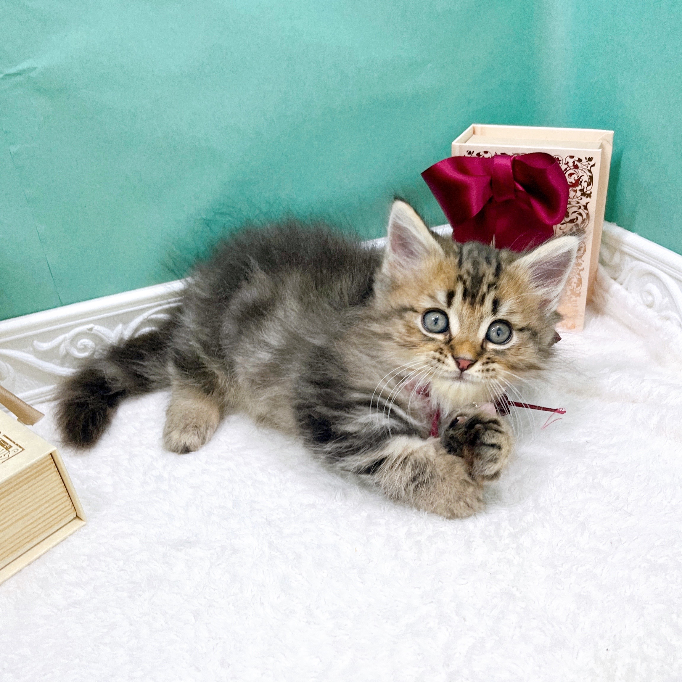 石川県のミヌエット (犬の家＆猫の里アミーゴ金沢有松店/2026年4月1日生まれ/男の子/ブラウンタビー)の子猫の3枚目の画像