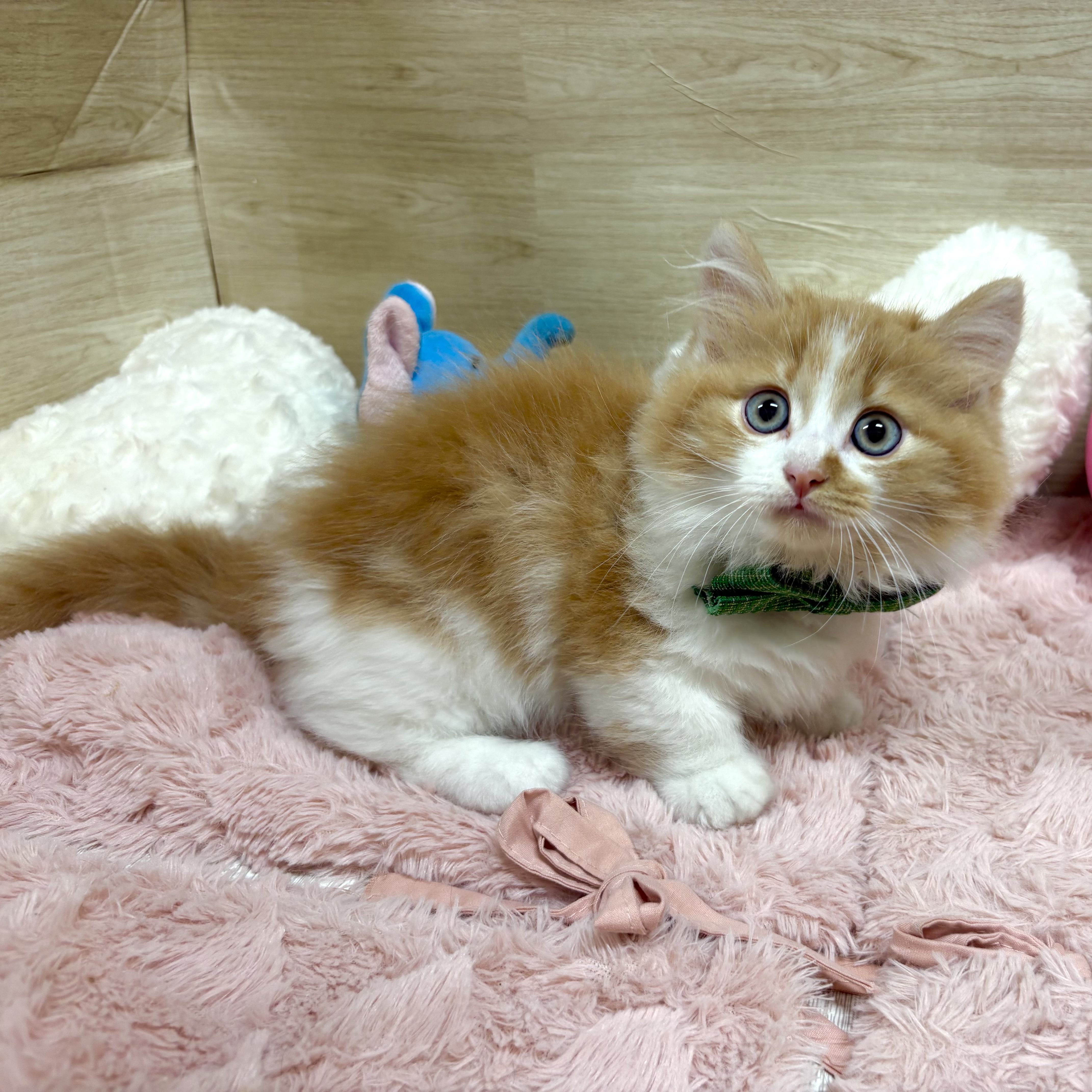 大阪府のマンチカン (犬の家＆猫の里そよら東岸和田店/2026年3月31日生まれ/男の子/レッドタビーホワイト)の子猫の3枚目の画像