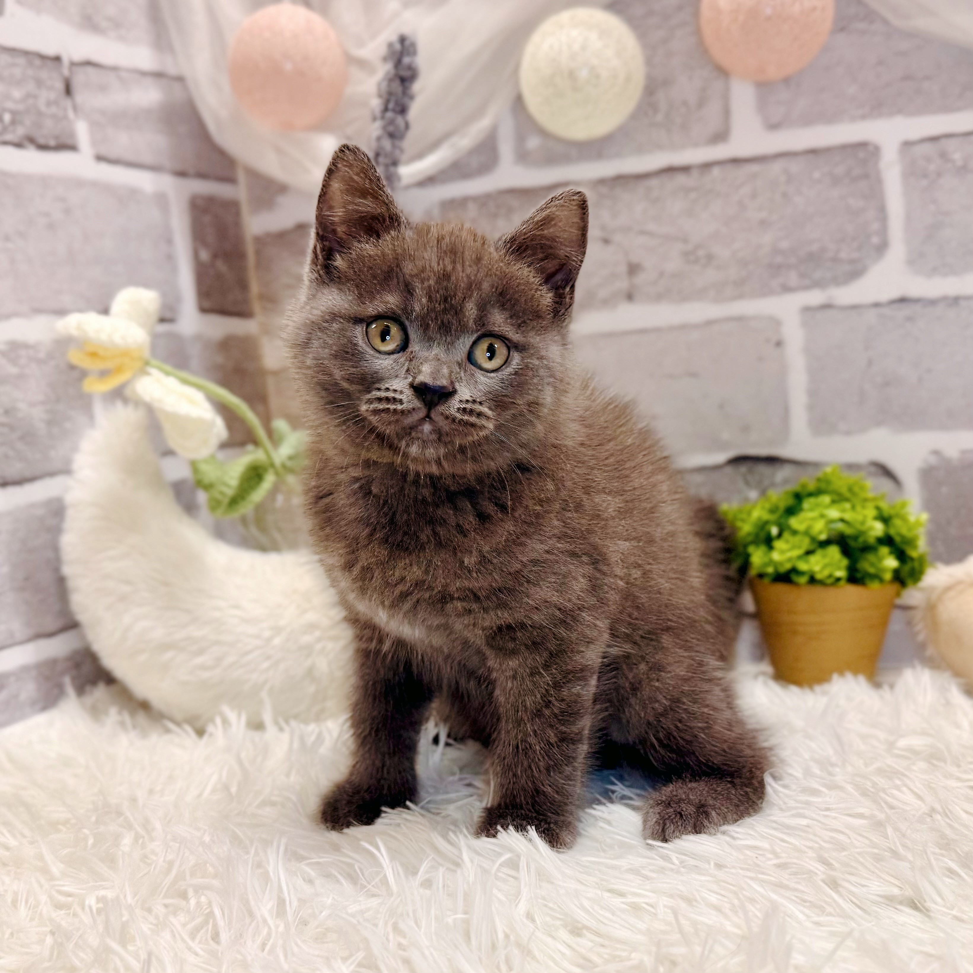 兵庫県のブリティッシュショートヘアー (犬の家＆猫の里神戸店/2026年3月29日生まれ/男の子/ブルー)の子猫の3枚目の画像