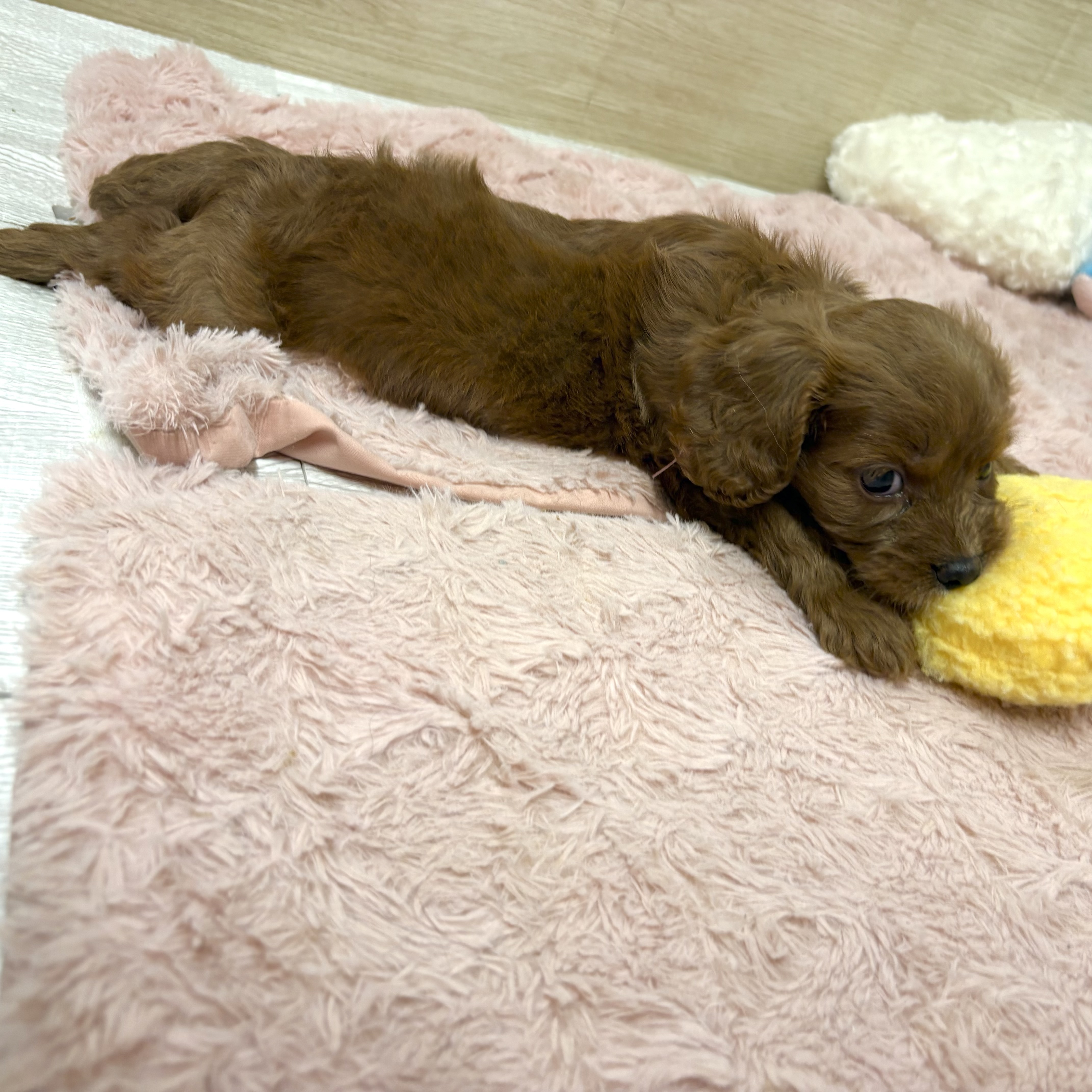 大阪府のキャバプー(キャバリア×プードル) (犬の家＆猫の里そよら東岸和田店/2026年4月4日生まれ/女の子/レッド)の子犬の3枚目の画像