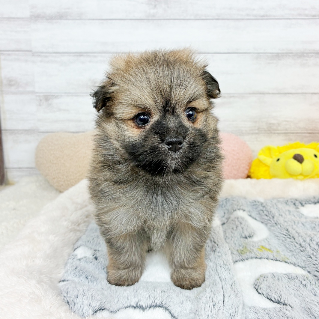 兵庫県のポメマル/マルポメ(ポメラニアン×マルチーズ) (犬の家＆猫の里川西店/2026年4月5日生まれ/男の子/フォーン)の子犬の3枚目の画像