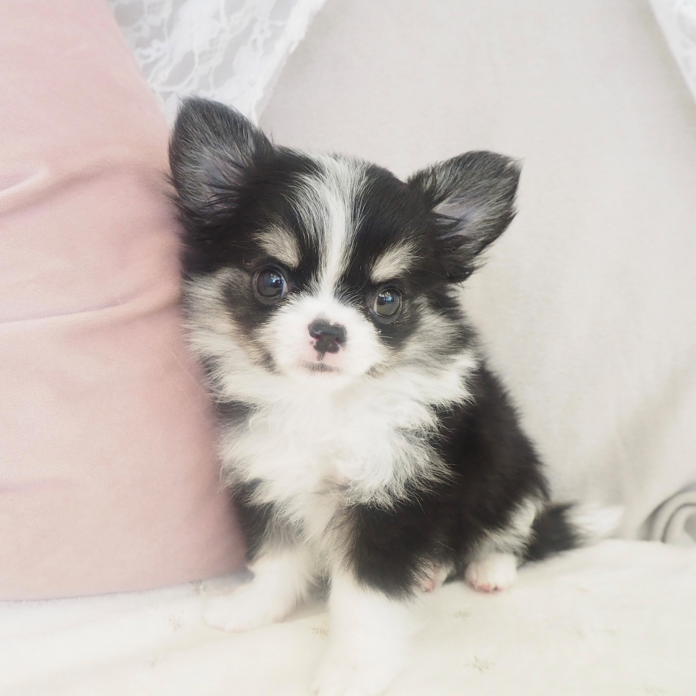 大阪府のチワワ(ロング) (犬の家＆猫の里もりのみやキューズモールBASE店/2026年4月2日生まれ/女の子/ブラックホワイトタン)の子犬の3枚目の画像