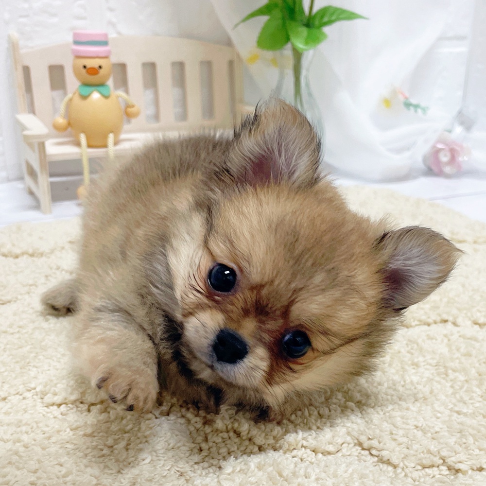 岡山県のポメチワ/チワポメ/ポメチー(ポメラニアン×チワワ) (犬の家＆猫の里岡山店/2026年4月4日生まれ/女の子/フォーン)の子犬の3枚目の画像