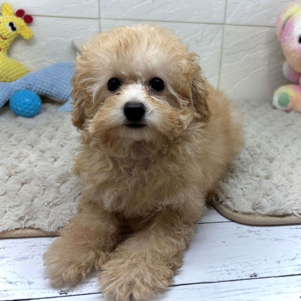 兵庫県のトイプードル(トイ) (犬の家＆猫の里ゆめタウン姫路店/2026年4月4日生まれ/男の子/オレンジフォーン)の子犬の3枚目の画像