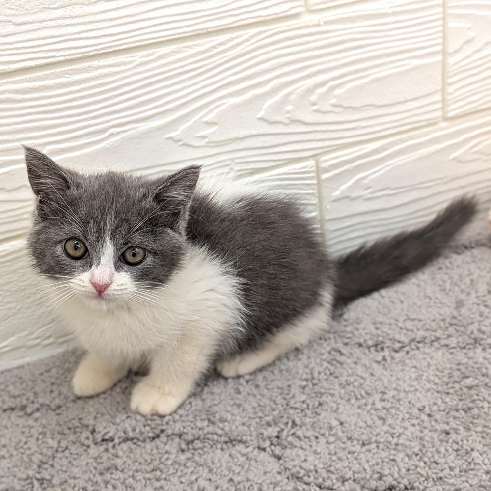 愛知県のブリティッシュショートヘアー (犬の家＆猫の里七宝店/2026年4月2日生まれ/女の子/ブルーホワイト)の子猫の3枚目の画像