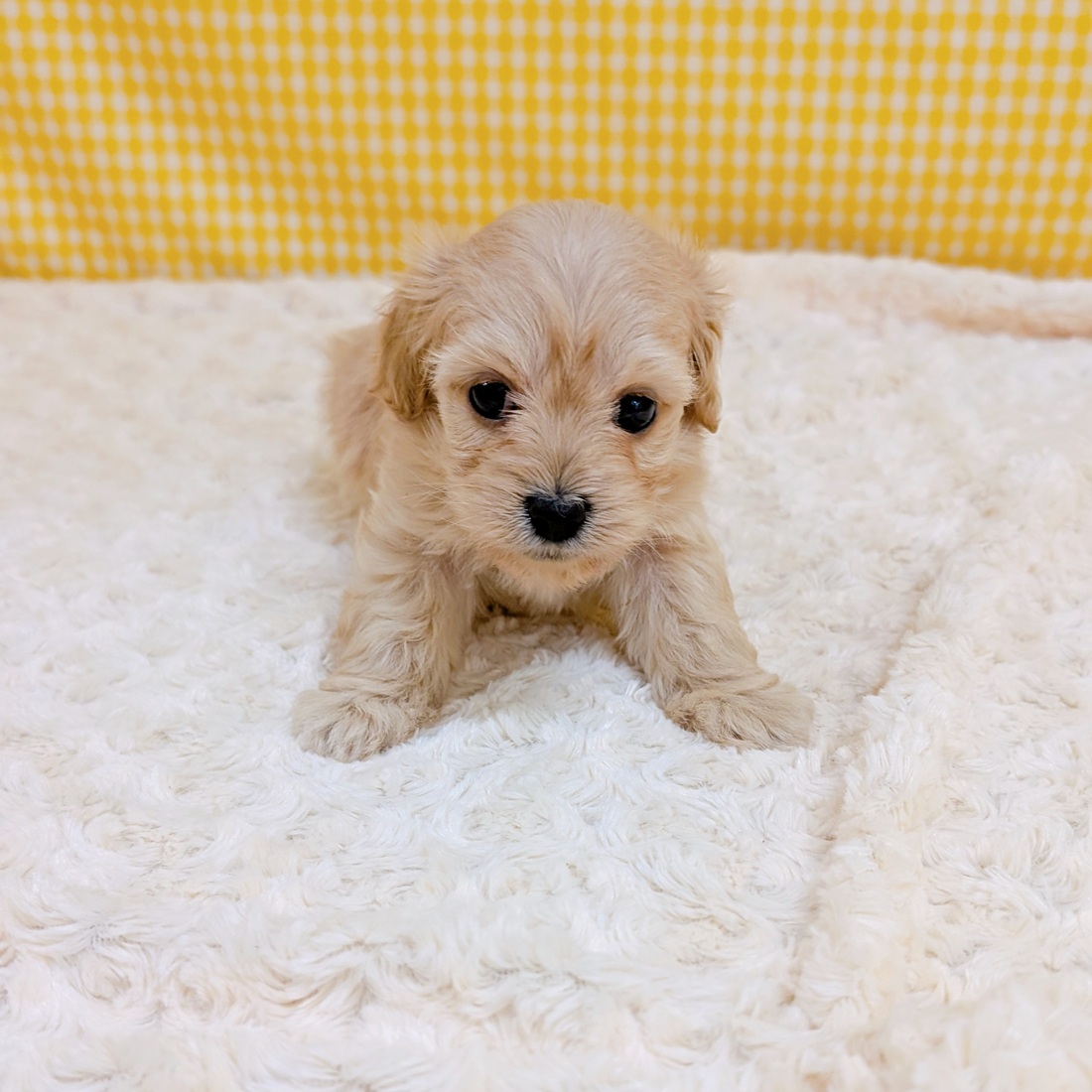 愛知県のダップー(ダックス×プードル) (犬の家＆猫の里一宮店/2026年4月2日生まれ/女の子/ゴールド)の子犬の3枚目の画像