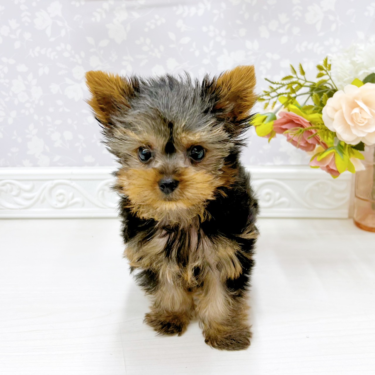 富山県のヨークシャーテリア (犬の家＆猫の里アミーゴ山室店/2026年4月5日生まれ/男の子/スチールブルータン)の子犬の3枚目の画像