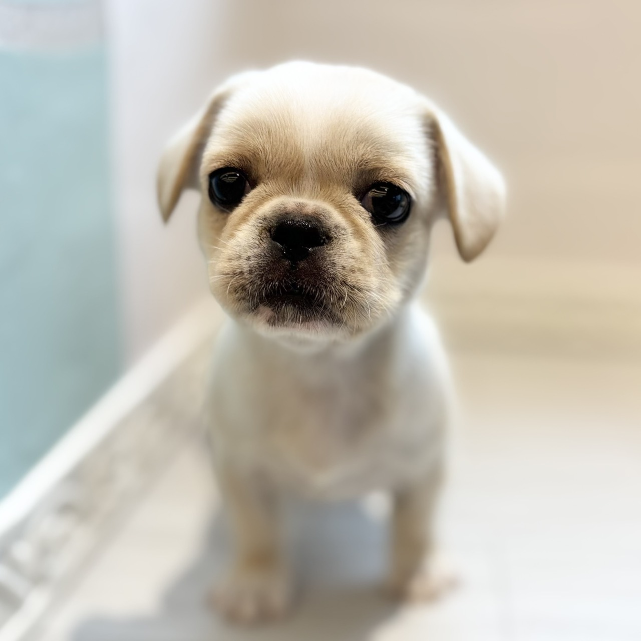 愛知県のハーフ犬・ミックス犬 (犬の家＆猫の里春日井本店/2026年4月3日生まれ/女の子/クリームホワイト)の子犬の3枚目の画像