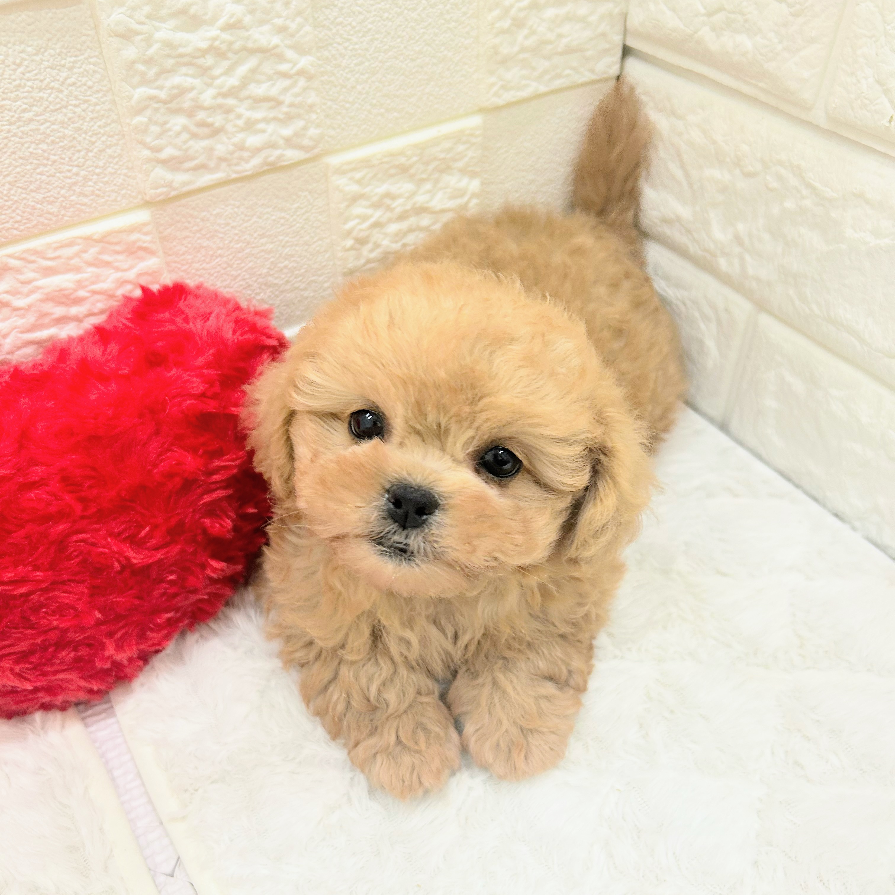 愛知県のペキプー(ペキニーズ×プードル) (犬の家＆猫の里アミーゴ神の倉店/2026年4月5日生まれ/女の子/アプリコット)の子犬の3枚目の画像