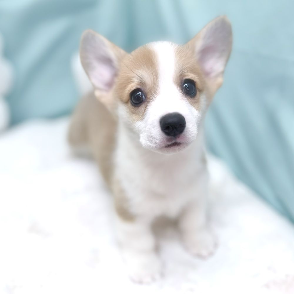 愛知県のウェルシュコーギーペンブローク (犬の家＆猫の里愛知刈谷店/2026年4月4日生まれ/女の子/レッドホワイト)の子犬の3枚目の画像