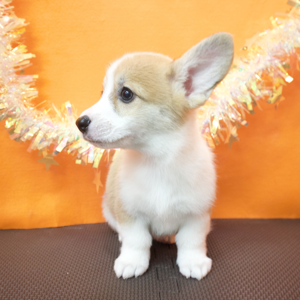 大阪府のウェルシュコーギーペンブローク (犬の家＆猫の里吹田店/2026年4月4日生まれ/女の子/レッドホワイト)の子犬の3枚目の画像