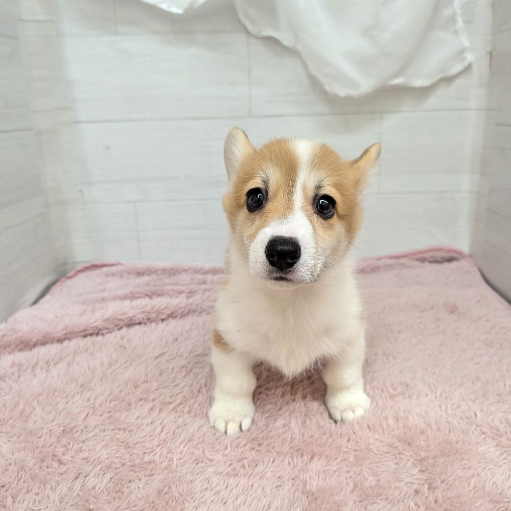愛知県のウェルシュコーギーペンブローク (犬の家＆猫の里碧南店/2026年4月4日生まれ/女の子/レッドホワイト)の子犬の3枚目の画像