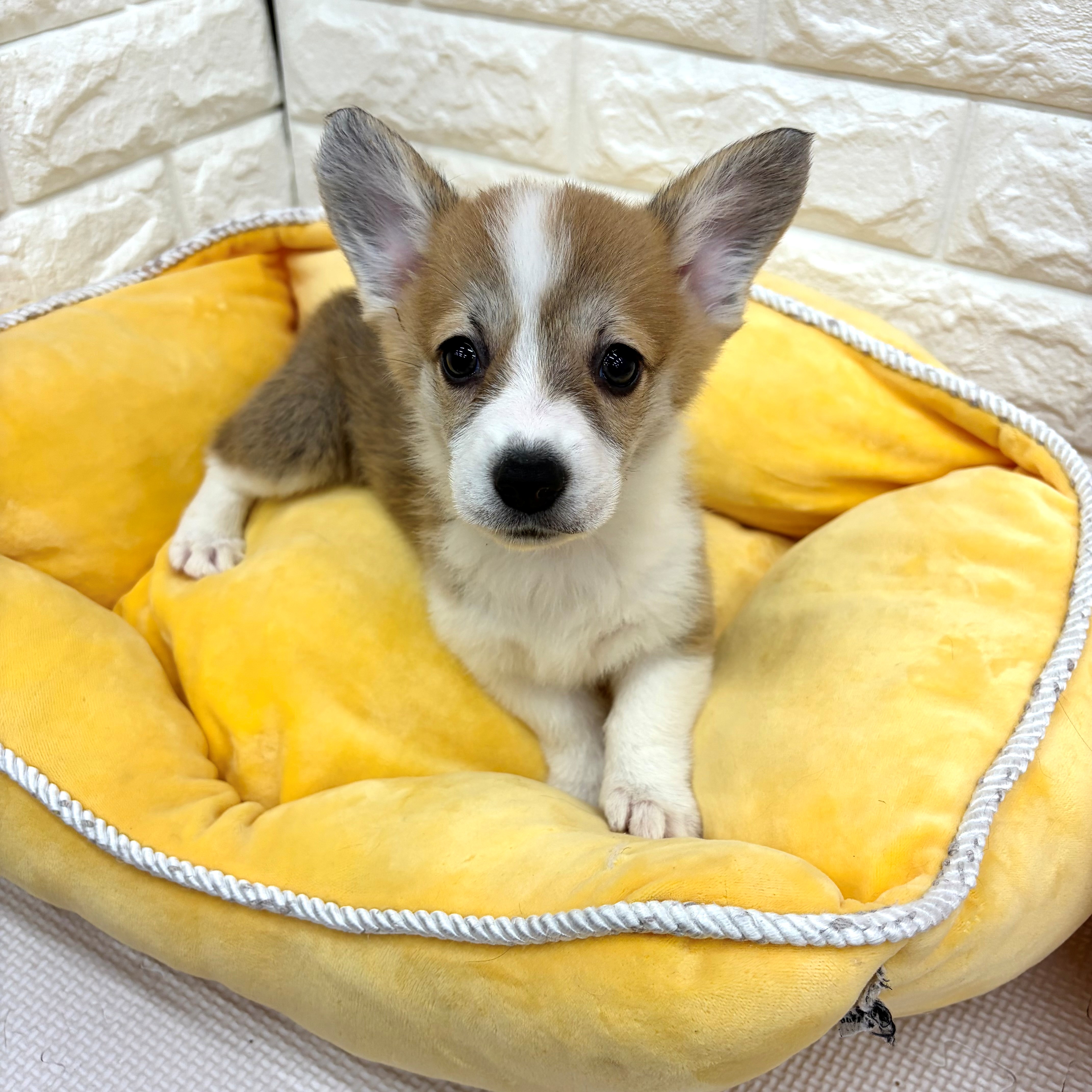 愛知県のウェルシュコーギーペンブローク (犬の家＆猫の里MEGAドン・キホーテ東海名和店/2026年4月4日生まれ/女の子/レッドホワイト)の子犬の3枚目の画像