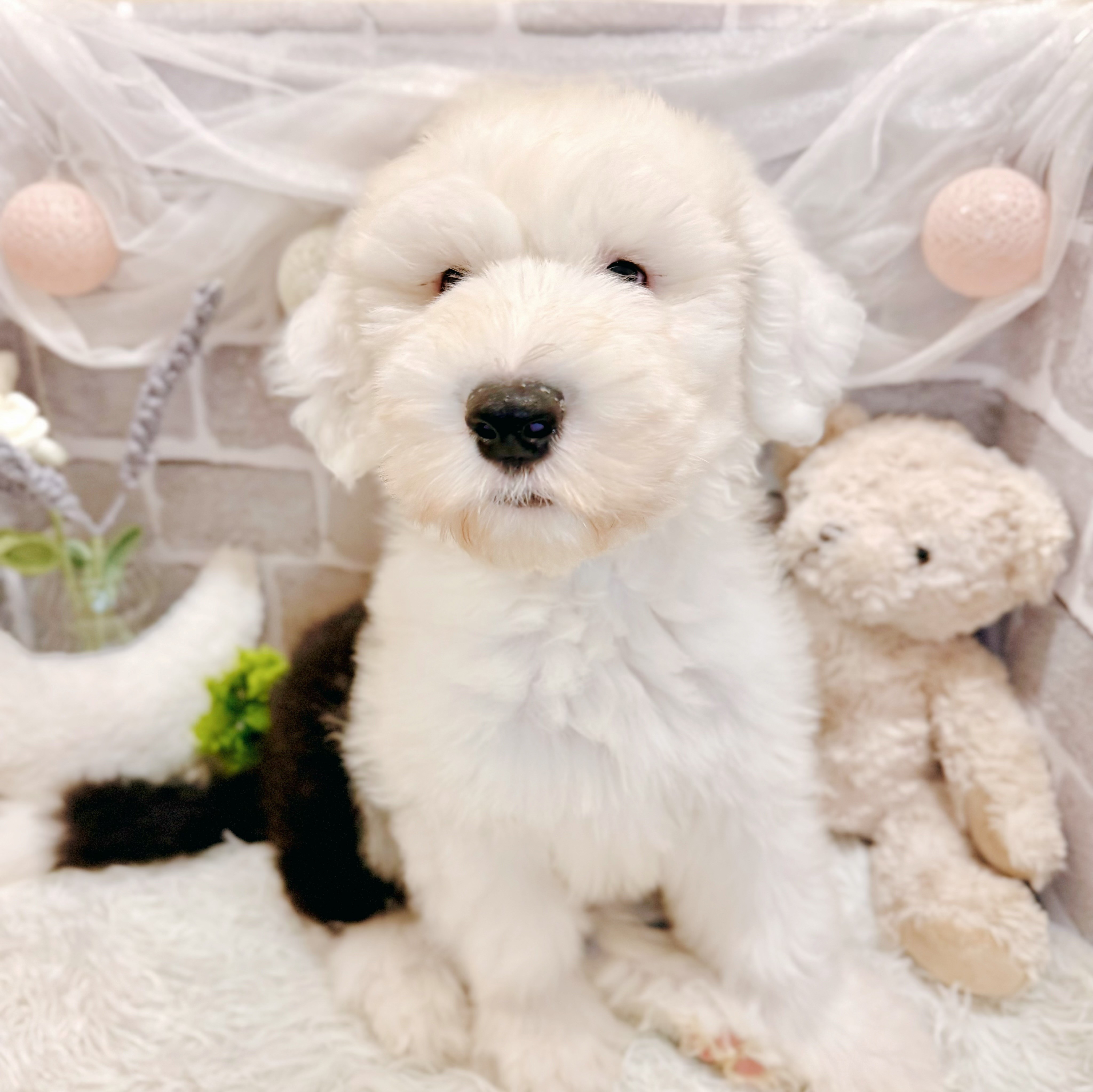 兵庫県のオールドイングリッシュシープドッグ (犬の家＆猫の里神戸店/2026年4月2日生まれ/男の子/グレーホワイト)の子犬の3枚目の画像