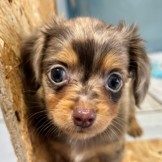 福岡県のチワックス(チワワ×ダックス) (犬の家＆猫の里トリアス久山店/2026年4月7日生まれ/男の子/チョコレートダップル)の子犬