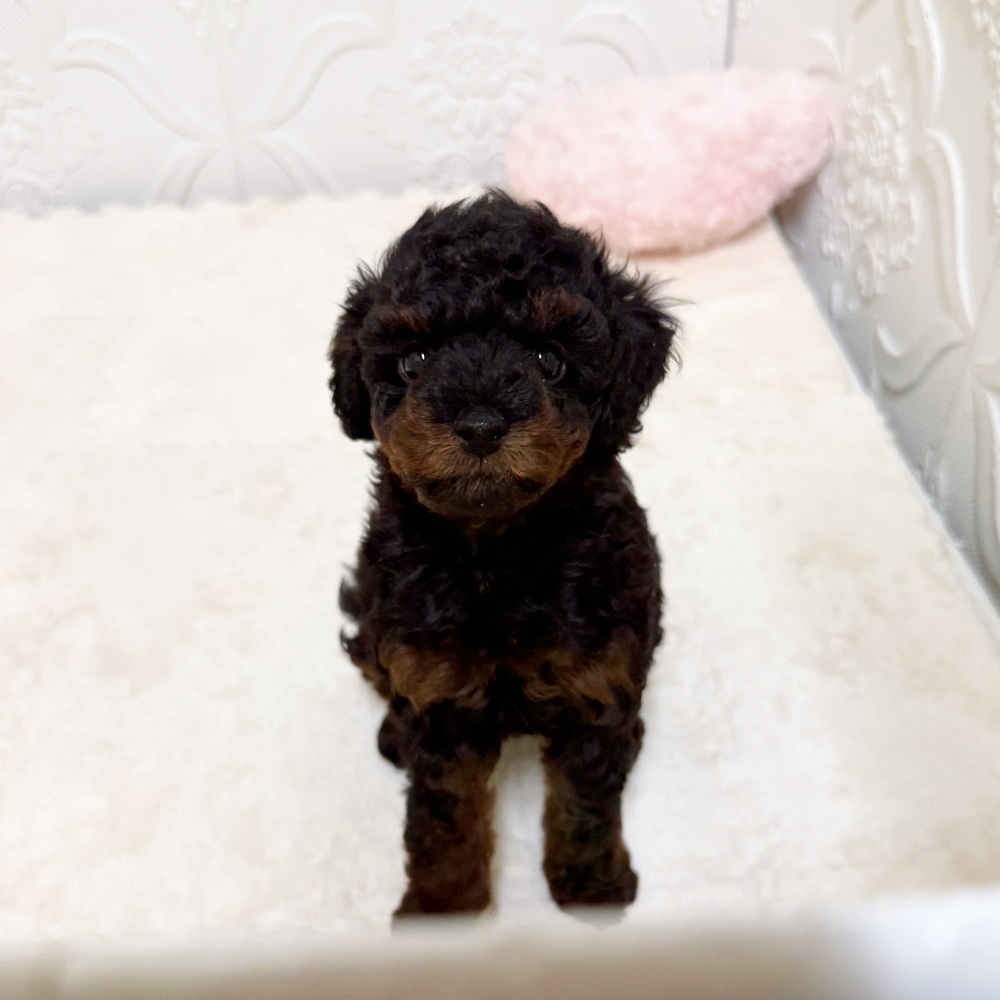 愛知県のダップー(ダックス×プードル) (犬の家＆猫の里岡崎店/2026年4月5日生まれ/男の子/ブラックタン)の子犬の1枚目の画像