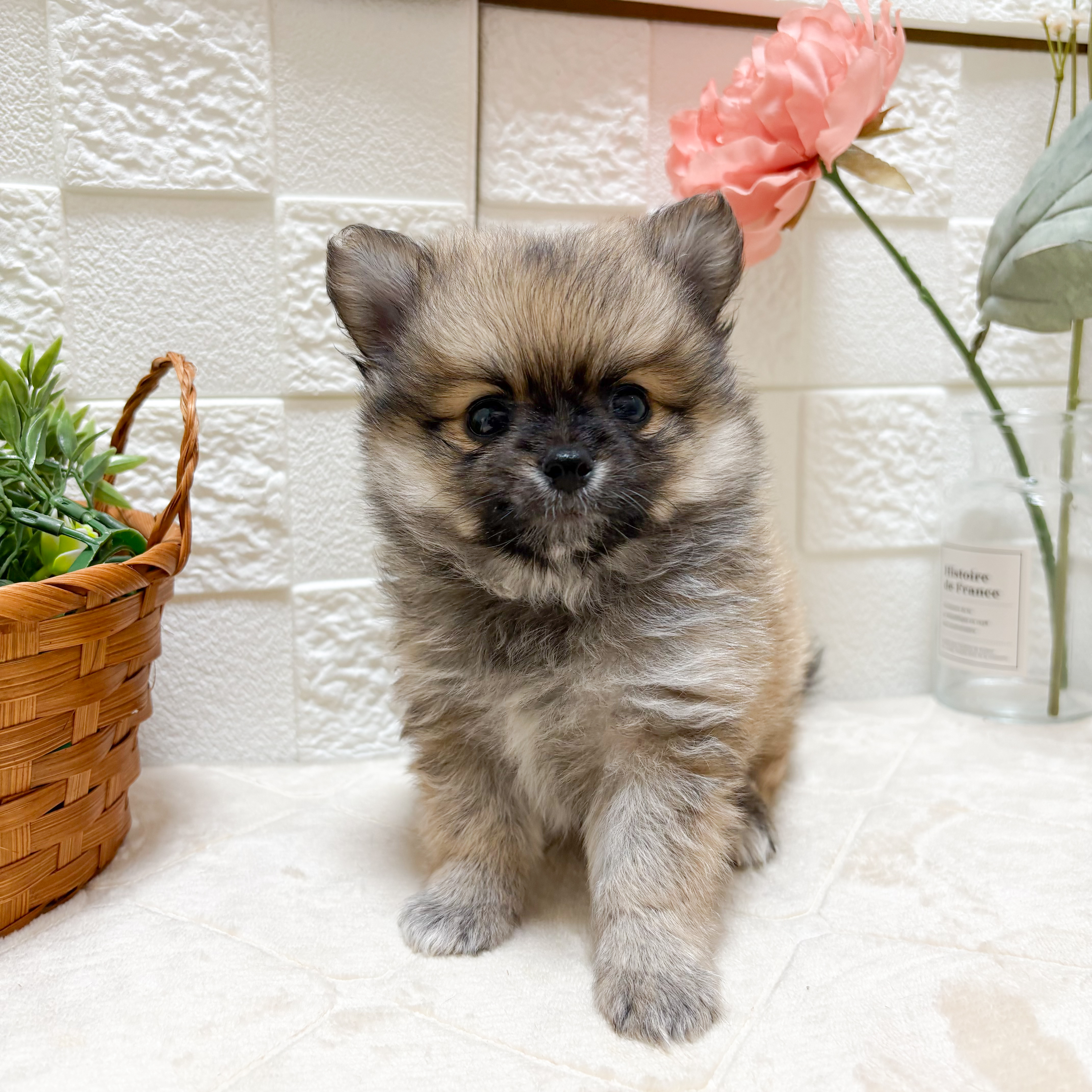 東京都のポメチワ/チワポメ/ポメチー(ポメラニアン×チワワ) (犬の家＆猫の里ペットフォレスト小平店/2026年4月7日生まれ/男の子/レッド)の子犬の3枚目の画像