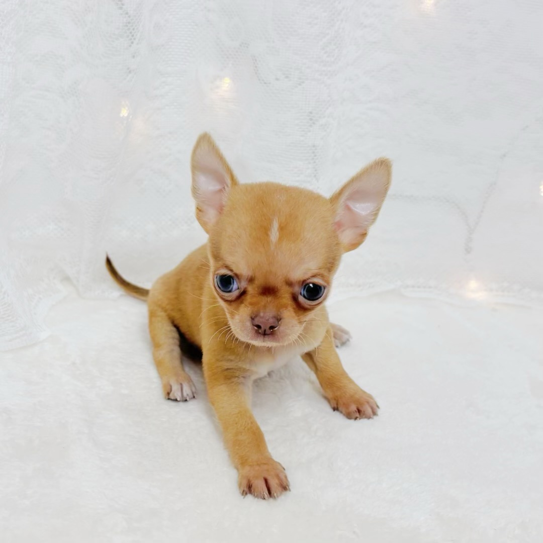 千葉県のチワワ(スムース) (犬の家＆猫の里BIGHOPガーデンモール印西店/2026年4月5日生まれ/男の子/チョコレートフォーン)の子犬の3枚目の画像
