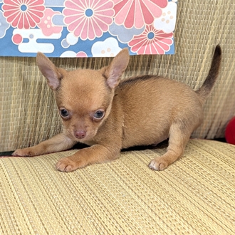 神奈川県のチワワ(スムース) (犬の家＆猫の里小田原店/2026年4月5日生まれ/男の子/チョコレートフォーン)の子犬の1枚目の画像