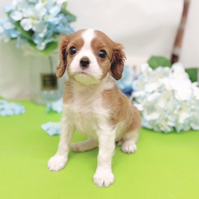 静岡県のキャバリアキングチャールズスパニエル (犬の家＆猫の里藤枝店/2026年4月4日生まれ/女の子/ブレンハイム)の子犬の3枚目の画像