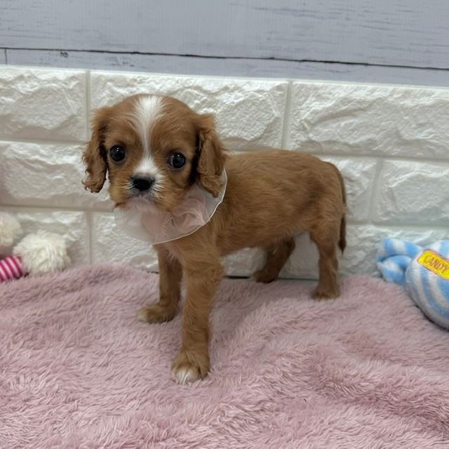 静岡県のキャバリアキングチャールズスパニエル (犬の家＆猫の里アミーゴ浜松和田店/2026年4月4日生まれ/男の子/ルビー)の子犬の3枚目の画像