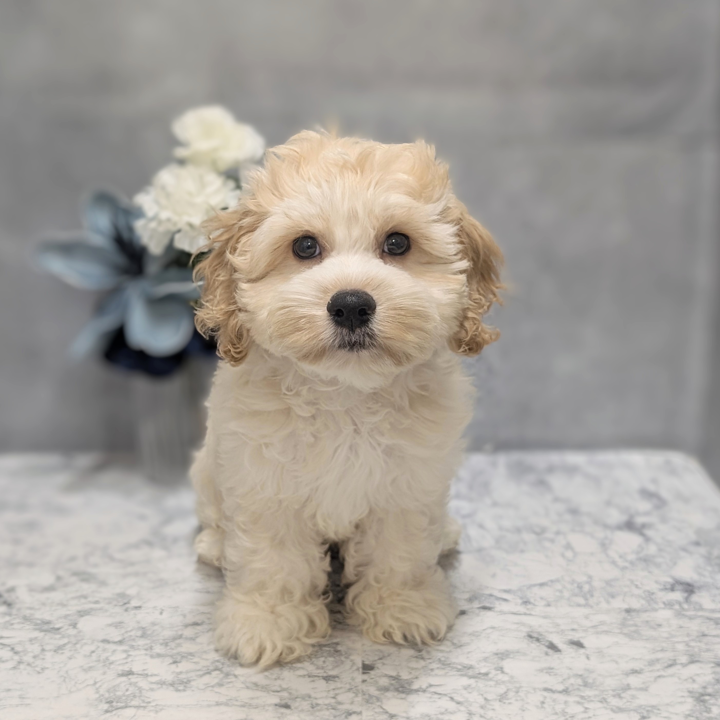 愛知県のハーフ犬・ミックス犬 (犬の家＆猫の里安城店/2026年3月28日生まれ/男の子/クリームホワイト)の子犬の1枚目の画像