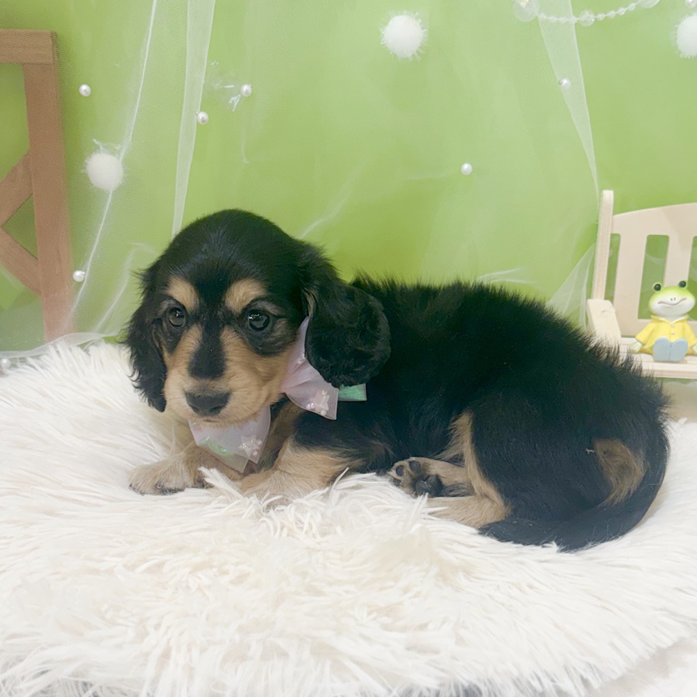 静岡県のミニチュアダックスフンド(ロング) (犬の家＆猫の里富士店/2026年4月4日生まれ/女の子/ブラックタン)の子犬の3枚目の画像