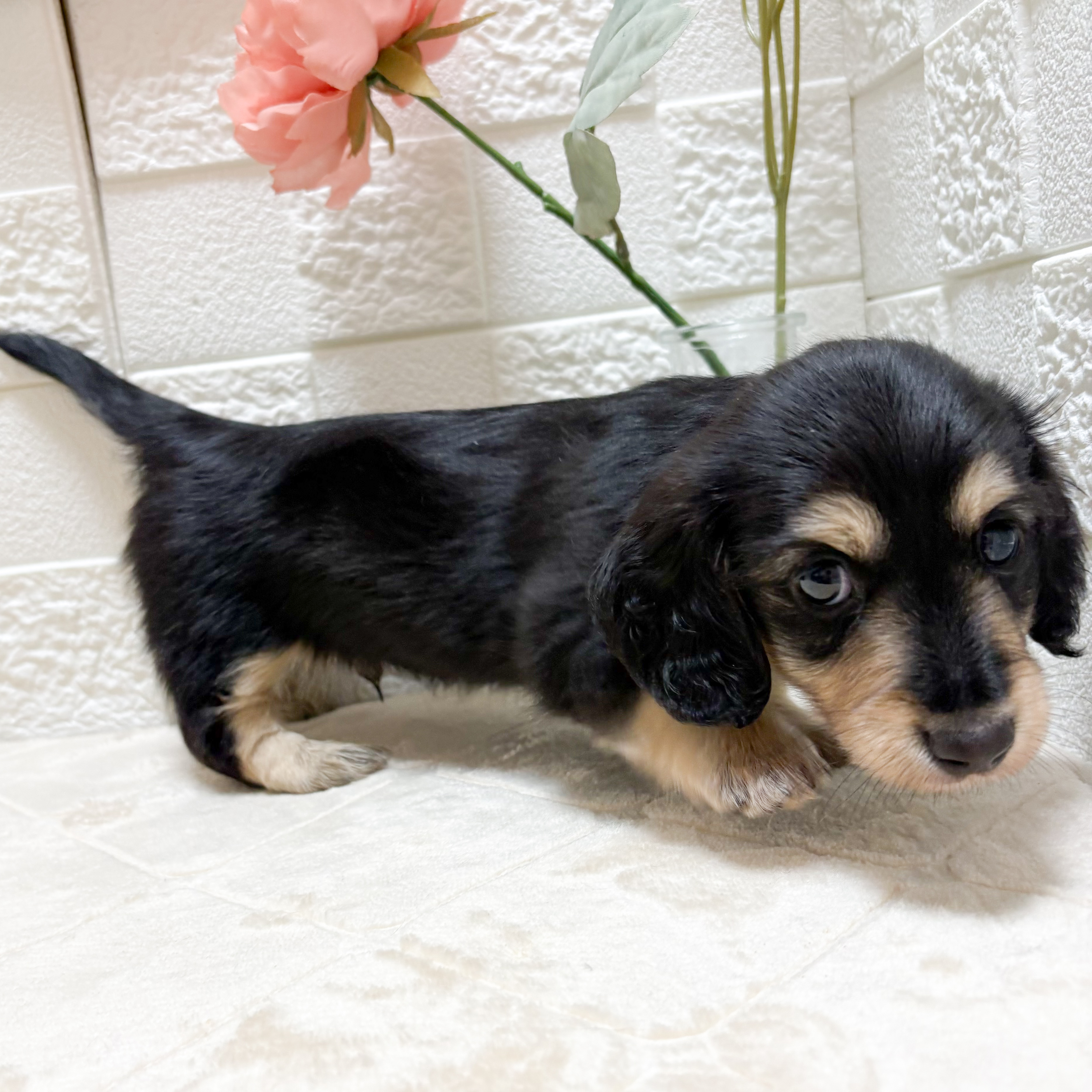 東京都のミニチュアダックスフンド(ロング) (犬の家＆猫の里ペットフォレスト小平店/2026年4月4日生まれ/男の子/ブラックタン)の子犬の3枚目の画像