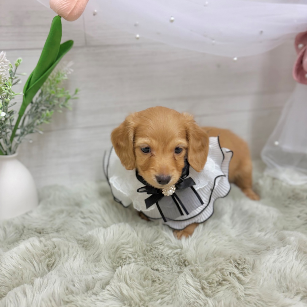 神奈川県のカニンヘンダックスフンド(ロング) (犬の家＆猫の里相模原店/2026年4月7日生まれ/男の子/ゴールド)の子犬の3枚目の画像